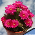 Peanuts cactus